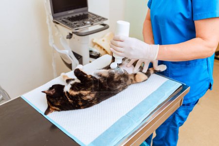 A cat being prepared for an echocardiogram at a veterinary clinic