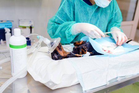 The dog is undergoing surgery. Miniature German dachshund dog breed lying anaesthetised on the operating table. A female vet performing surgery on a pet. Animal hospital.