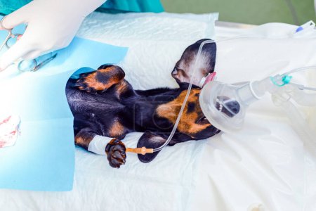 Ein junger Dackelhund liegt im Operationssaal. Der Hund wird in einer Tierklinik operiert. Ansicht von oben.