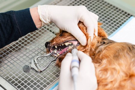 Das Konzept der Mundhygiene beim Hund, die Zähne des Hundes werden in einer Tierklinik gereinigt.