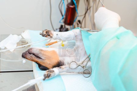 Foto de En el quirófano del hospital veterinario, el perro se somete a cirugía. El perro enfermo animal Jack Russell Terrier yace anestesiado en la mesa de operaciones. primer plano. - Imagen libre de derechos