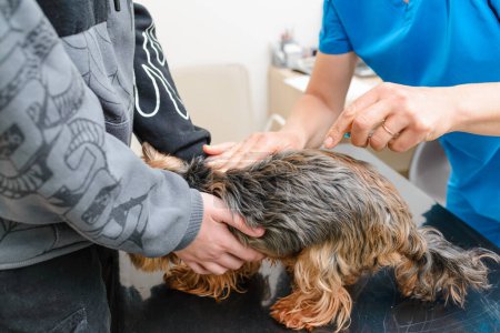 A small Yorkshire terrier puppy dog receives a vaccination at a veterinary clinic.