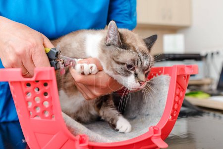 Ein Tierarzt führt den Nagelschnitt einer Katze durch. Nahaufnahme.