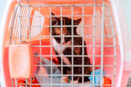 An upset kitten in a cage is waiting for an examination at a veterinary clinic.