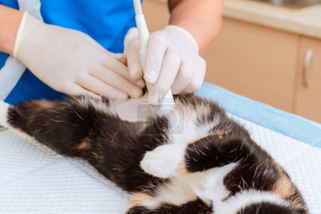 Le chat a un diagnostic par échographie à la clinique vétérinaire.