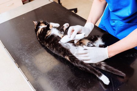 Anesthetized cat hair removal before surgery.