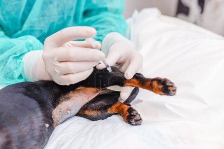 A veterinarian gives an injection to a dog with a syringe in a veterinary hospital.