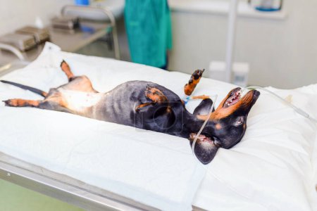 Ein junger Dackelhund liegt im Operationssaal vor der Operation in einer Tierklinik.