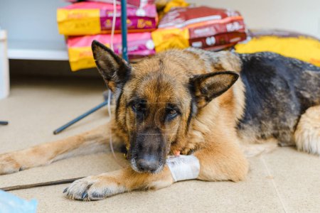 Haustier-Onkologie. Schäferhund wird in der Tierklinik mit Chemotherapie behandelt. Nahaufnahme.