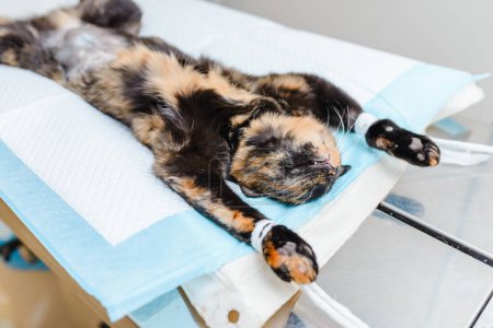Młody kociak leży na sali operacyjnej weterynaryjnej po operacji. Kotek leży znieczulony..