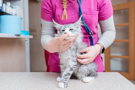 Ein reinrassiges Kätzchen wird in einer Tierklinik von einer Tierärztin stethoskopiert.