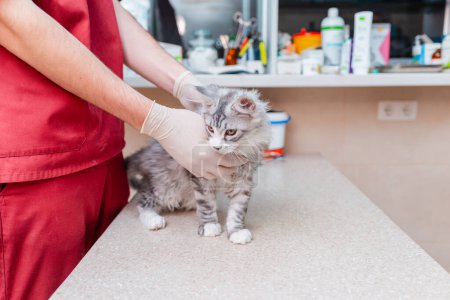 Young kitten Siberian Maine Coon purebred cat examined by a veterinarian in a veterinary animal hospital.