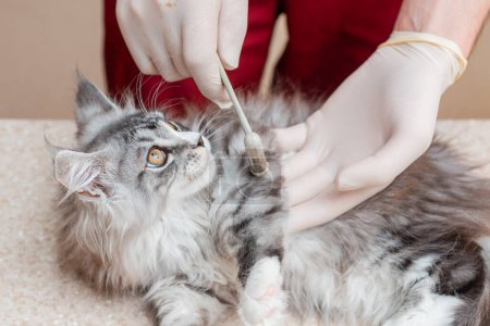 A veterinarian checks a purebred kitten's leg reflexes with a medical hammer in an animal hospital.