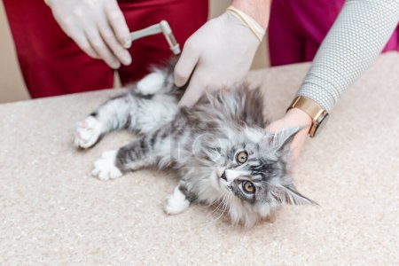 A veterinarian checks a purebred kitten's leg reflexes with a medical hammer in an animal hospital.