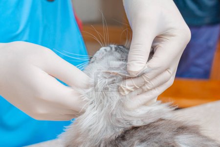 At the veterinary clinic, the veterinarian examines the ears of a purebred kitten.