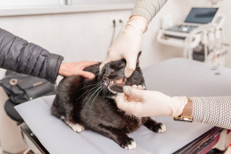 Die Katze wird vom Tierarzt untersucht, die Zähne werden in einer Tierklinik untersucht.