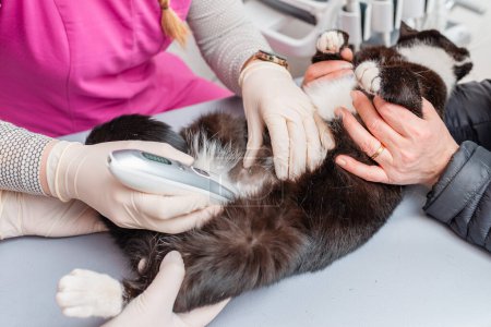 A veterinarian shaves a cat's belly hair before an ultrasound scan at a veterinary clinic.