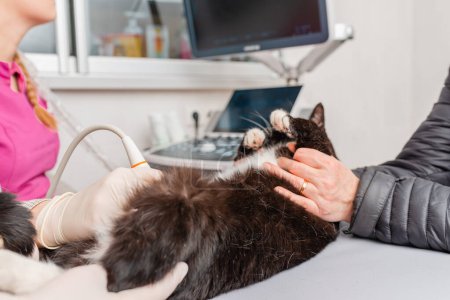 A Cat having ultrasound scan in veterinary hospital.