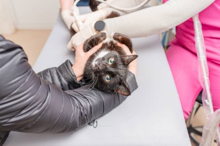 Un gato que se hace una ecografía en un hospital veterinario. El gato está mirando a la cámara.