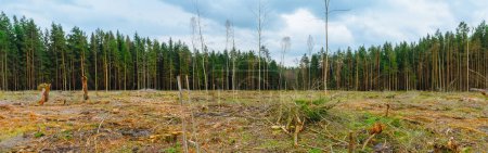 Banner image. Deforestation in the Europe forest. Trunks of trees cut down by illegal loggers and forest in the background. Europe. Concept of environment, ecology, climate change, global warming.