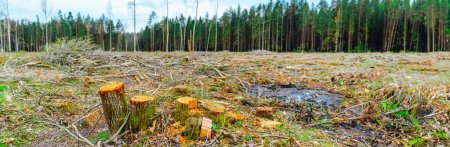 Banner image. Deforestation in the Europe forest. Trunks of trees cut down by illegal loggers and forest in the background. Europe. Concept of environment, ecology, climate change, global warming.