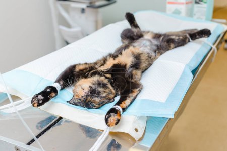 A young kitten is lying in the veterinary operating room after surgery. The kitten is lying anesthetized.