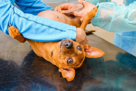Téléchargez les photos : Le chien est allongé sur la table de la clinique vétérinaire, ses sutures postopératoires sont retirées.. - en image libre de droit