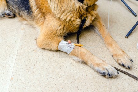 Pet oncology. German shepherd dog is in the animal hospital receiving chemotherapy.