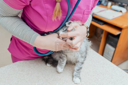 Ein reinrassiges Kätzchen wird in einer Tierklinik von einer Tierärztin stethoskopiert.