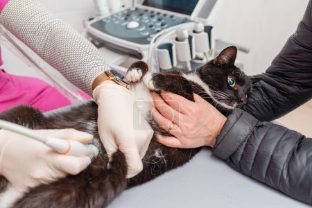 A black cat has an abdominal ultrasound at the animal hospital.