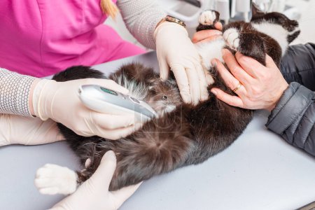 Un veterinario afeita el pelo del vientre de un gato antes de una ecografía en una clínica veterinaria.