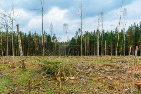 Deforestation in the Europe forest. Trunks of trees cut down by illegal loggers and forest in the background. Europe. Concept of environment, ecology, climate change, global warming, nature.