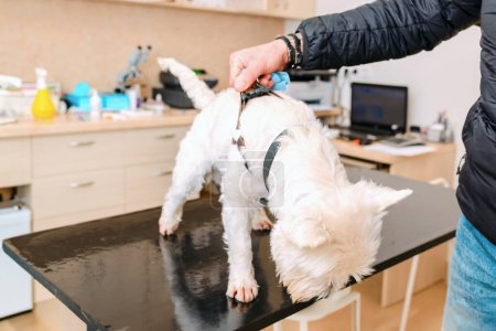 Un joven perro blanco Cairn Terrier con su dueño está esperando un examen veterinario en la oficina veterinaria.
