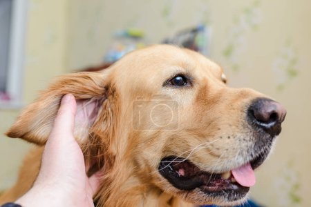Golden labrador retriever dog is petted and loved by its owner. Closeup.