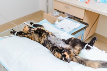 Un gatito joven está acostado en el quirófano veterinario después de la cirugía. El gatito está acostado anestesiado.