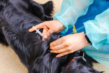Ein großer schwarzer Langhaarhund wird beim Tierarzt geimpft.