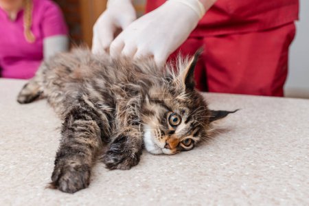 A sick young purebred kitten is examined by a veterinarian in a veterinary clinic. Siberian Maine Coon cat lie on the table.