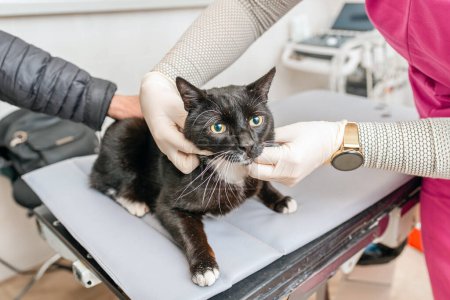 A black domestic beautiful cat is examined by a veterinary specialist.