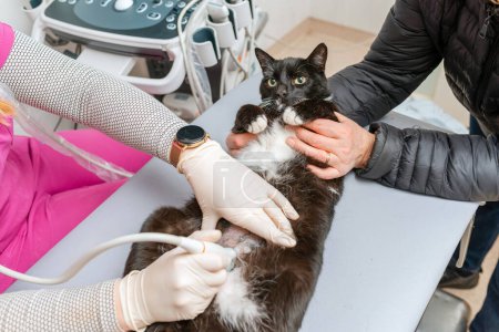 Un gato que se hace una ecografía en un hospital veterinario.