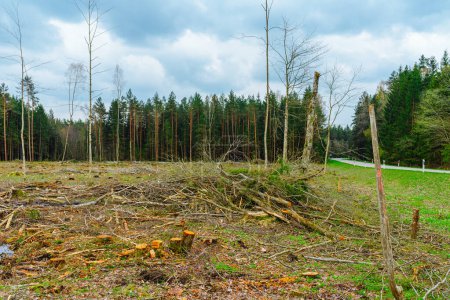 Deforestation in the Europe forest. Trunks of trees cut down by illegal loggers and forest in the background. Europe. Concept of environment, ecology, climate change, global warming, nature.