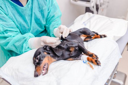 A veterinarian gives an injection to a dog with a syringe in a veterinary hospital. Selective focus.