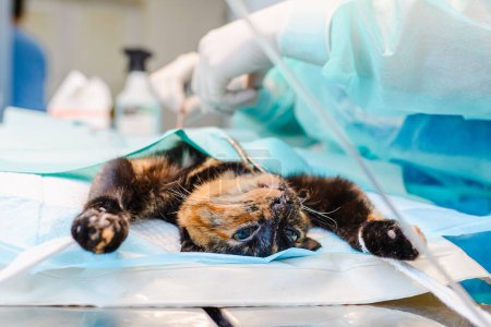 Animal surgery. A veterinarian castrates a young cat in the operating room. Animal surgery concept.
