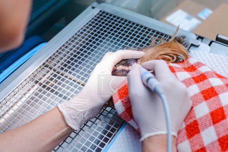 A veterinarian cleans the teeth of a small puppy Yorkshire Terrier in a veterinary hospital. Oral hygiene of pets concept.