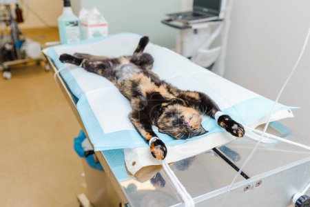 Młody kociak leży na sali operacyjnej weterynaryjnej po operacji. Kotek leży znieczulony..