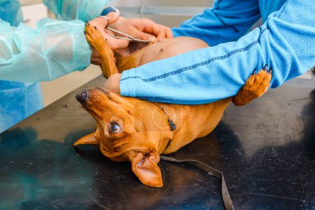 Téléchargez les photos : Le chien est allongé sur la table de la clinique vétérinaire, ses sutures postopératoires sont retirées.. - en image libre de droit