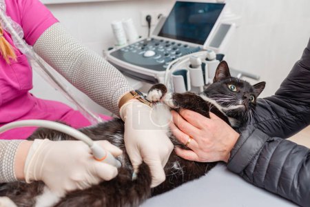 Un gato negro se hace una ecografía abdominal en el hospital de animales.