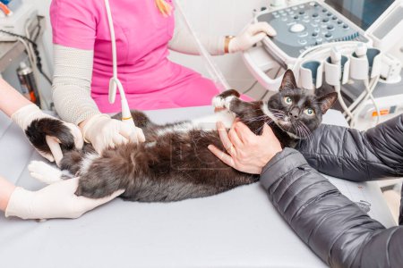Un gato que se hace una ecografía en un hospital veterinario.