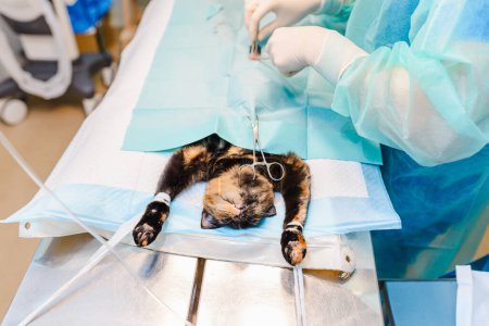 Tierchirurgie. Ein Tierarzt sterilisiert eine junge Katze im Operationssaal. Tierchirurgisches Konzept.