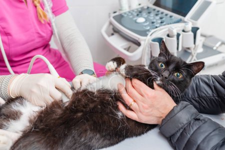 A Cat having ultrasound scan in veterinary hospital. The cat is looking at the camera.
