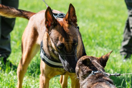 Junger reinrassiger Schäferhund trifft einen anderen Hund, Sommerzeit, Tag, grünes Gras.